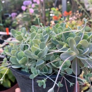 OROSTACHYS IWARENGE
