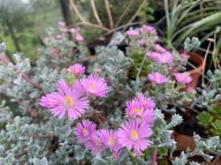 OSCULARIA DELTOIDES