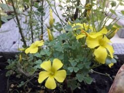 OXALIS GIGANTEA