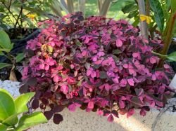 OXALIS PLUM CRAZY