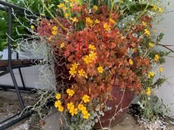 OXALIS SPIRALIS AUREA