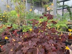OXALIS SPIRALIS VULCANICOLA