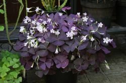 OXALIS TRIANGULARIS