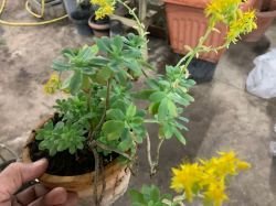 PALMER'S SEDUM
