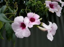 PANDOREA JASMINOIDES PINK