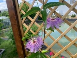 PASSIFLORA INCARNATA