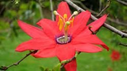 PASSIFLORA MANICATA RED