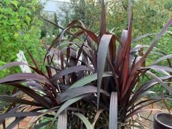 PENNISETUM PRINCESS MOLLY