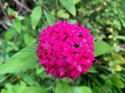 PENTAS ROZ