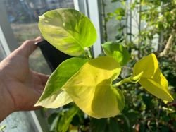 PILODENDRON LEMON LIME