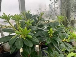 PITTOSPORUM TOBIRA