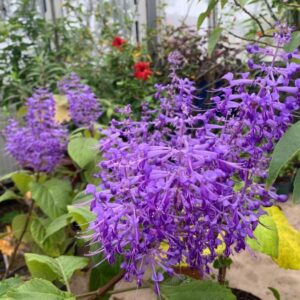 PLECTRANTHUS