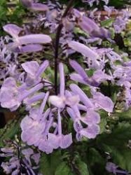 PLECTRANTHUS „MONA LEVANDER”