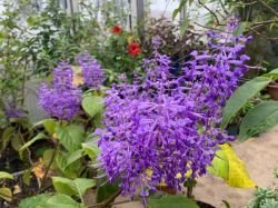 PLECTRANTHUS ECKLONII