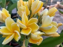 PLUMERIA CANNARY YELLOW