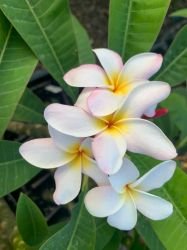 PLUMERIA BELLA