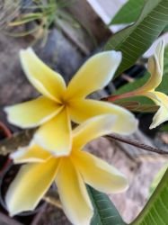 PLUMERIA "FULL MOON"