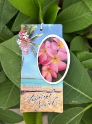 PLUMERIA "GALAXY STAR"