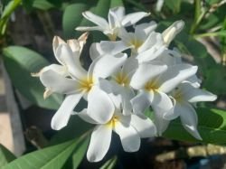 PLUMERIA "HAUSTEN WHITE"