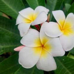 PLUMERIA HEAVEN