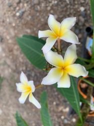PLUMERIA "ISABELLA"