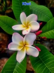PLUMERIA KIWI