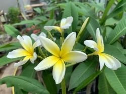 PLUMERIA LEMON YELLOW