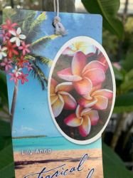PLUMERIA "LILY ANNA"