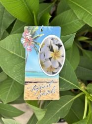 PLUMERIA "LUNA"
