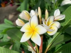PLUMERIA PACIFIC PEARL
