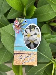 PLUMERIA "PACIFIC STAR"