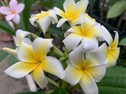 PLUMERIA YELLOW