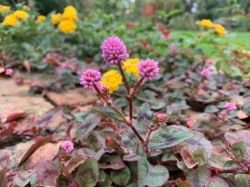 POLYGONUM CAPITATUM