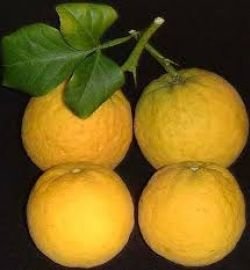 PONCICUS TRIFOLIATA (FROZEN LEMON) 35-40 CM