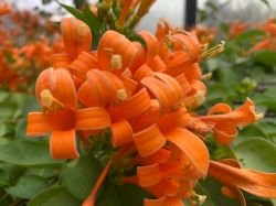 PYROSTEGIA VENUSTA