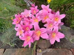 RHODOPHIALA BIFIDA PINK