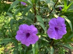RUELLIA BRITONIANA