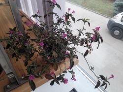 RUELLIA MAKOYANA