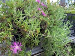 RUSCHIA MACOWANII