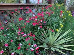 SALVIA „HOT LIPS”
