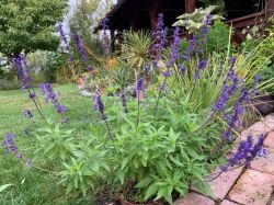 SALVIA FARINACEA