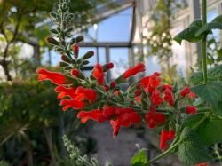 SALVIA GACHANTIVANA