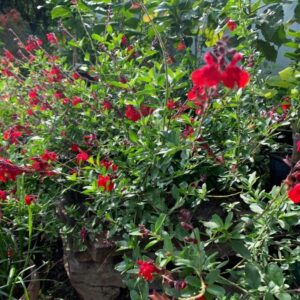 SALVIA GREGGII