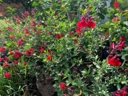 SALVIA GREGGII "ROYAL BUMBLE"