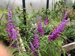 SALVIA LEUCANTHA