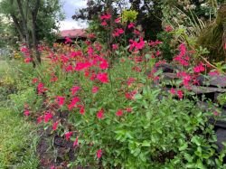 SALVIA MICROPHYLLA-PINK