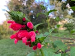 SALVIA OXIPHORA