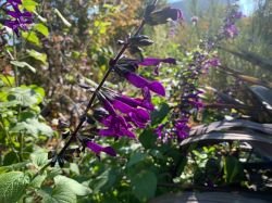 SALVIA PURPLE SENSATION