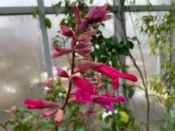 SALVIA "WENDY'S WISH"