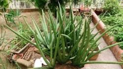 SANSEVIERIA
